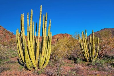 Organ Pipe Cacti 82745