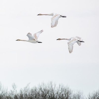 Three Swans In Flight P1090110