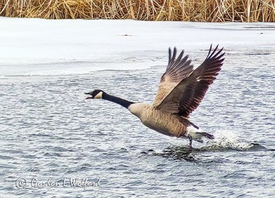 Goose Taking Flight P1090098