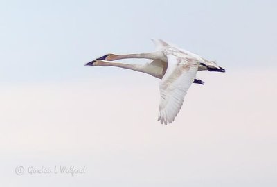 Two Swans In Flight P1090116