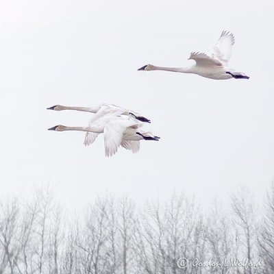 Three Swans In Flight P1090114