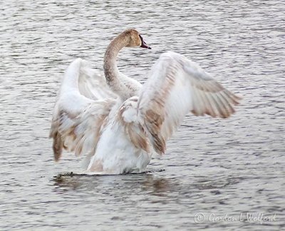 Swan Stretching P1090346