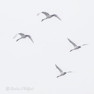 Four Swans In Flight P1090390