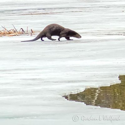 Otter On Ice P1090940