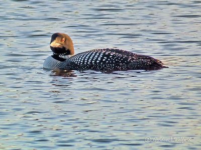 First 2019 Loon P1100564