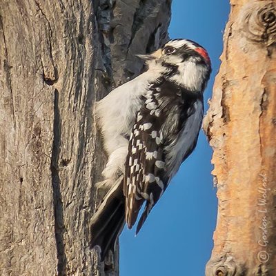 Male Downy Woodpecker P1100509