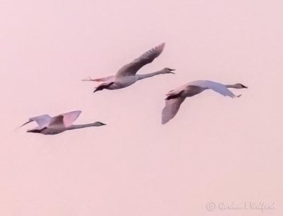 Three Swans In Flight At Sunrise P1100929