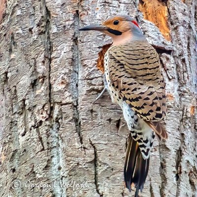 Male Northern Flicker P1110378