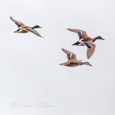 Ducks In Flight P1110674