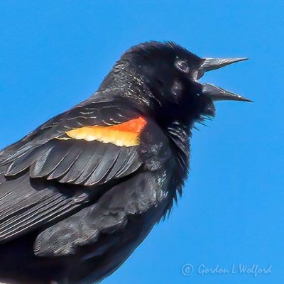Red-winged Blackbird Calling P1110961