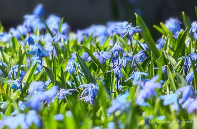 Little Blue Flowers P1110740-2