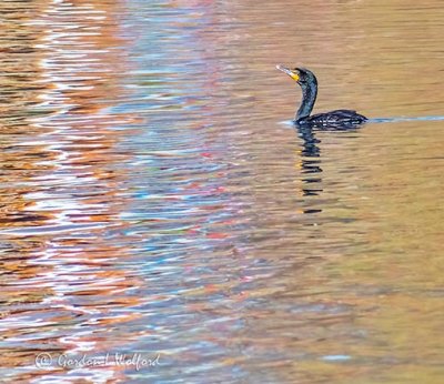 Cormorant Swimming Toward Reflections P1120349
