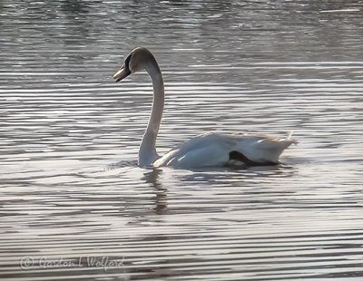 Swan Aswimming P1120445