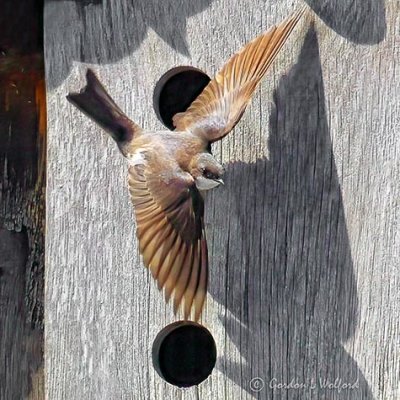 Tree Swallow Taking Flight P1120506-02