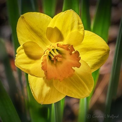 Daffodil P1120792-4