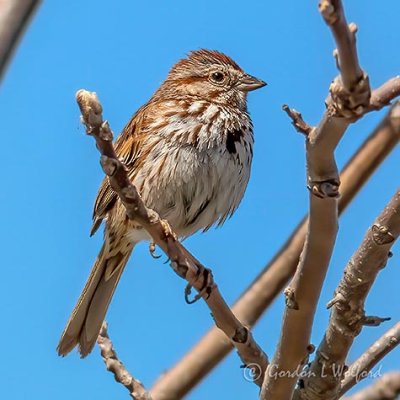 Silent Song Sparrow P1120807