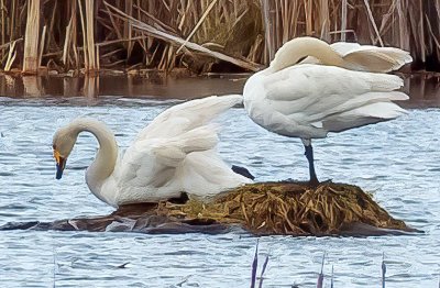 Swans In The Swale P1130064crop