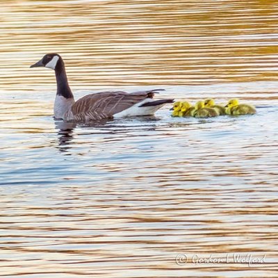 Goose & Goslings Swimming P1130081