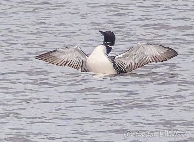 Stretching Loon P1130238