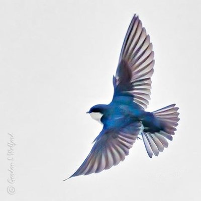 Swallow Taking Flight P1130001-02