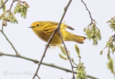 Yellow Warbler P1130002