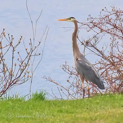 Heron On The Canal Bank P1130430