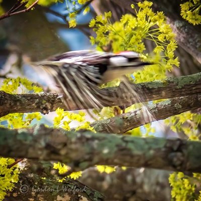 Downy Woodpecker In Flight P1130667
