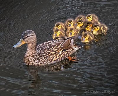 Mama Mallard & Ducklings P1130826