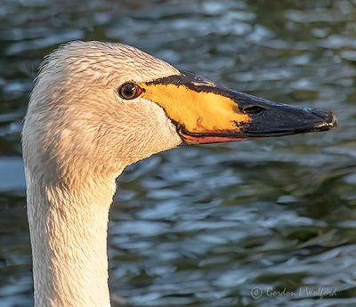 Swan Profile At Sunrise P1140023