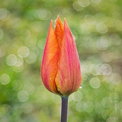 Orange Tulip P1140052