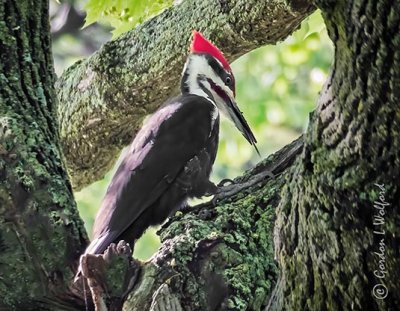Woodpeckers of Smiths Falls