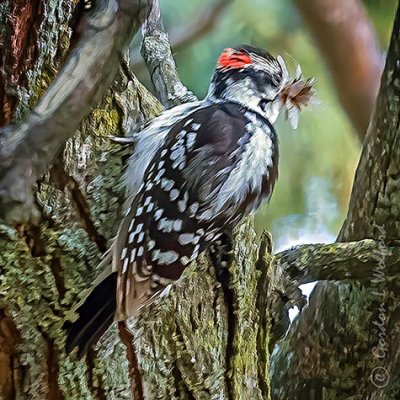 Downy Woodpecker With Full Bill P1150390-1
