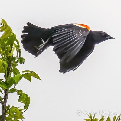 Red-winged Blackbird Taking Flight P1150559