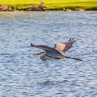 Heron In Flight P1150693
