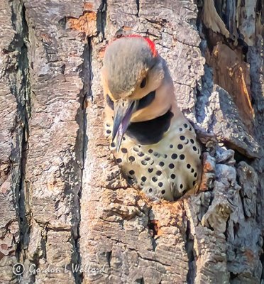 Male Flicker In A Tree P1130619
