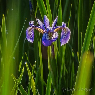 Swamp Iris DSCN34262