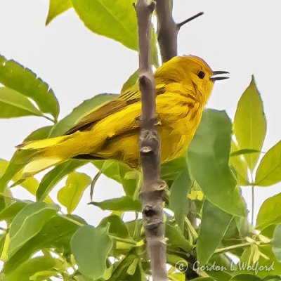 Yellow Warbler Warbling DSCN34554