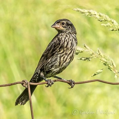 Female Red-winged Blackbird On A Fence DSCN35095