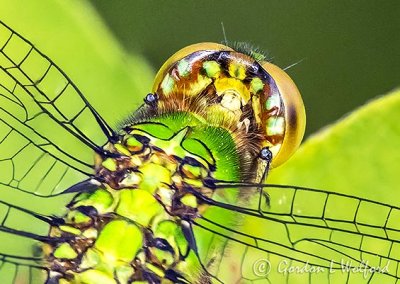 Green Dragonfly Closeup DSCN35284-8 (crop)