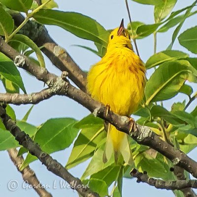 Yellow Warbler Warbling DSCN35249