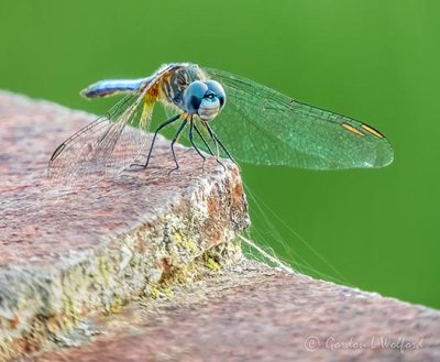 Blue Dragonfly DSCN36073