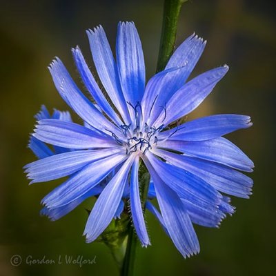 Chicory Flower DSCN35986-8