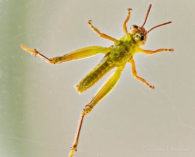 Baby Grasshopper From Below DSCN36508