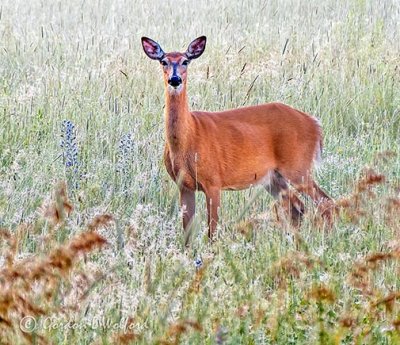 Deer Standing In Meadow P1420785