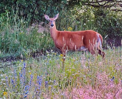 Deer Among Wildflowers P1420802-7