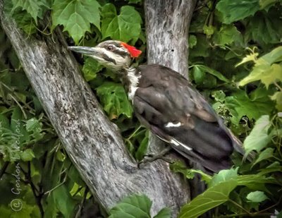 Pileated Woodpecker DSCN37090