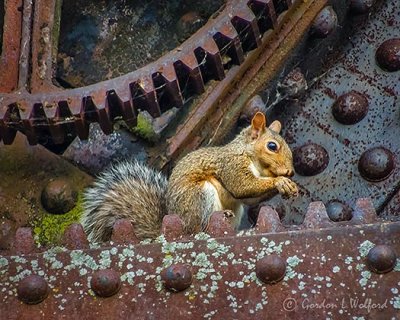 Squirrel On The Bascule Bridge DSCN37111