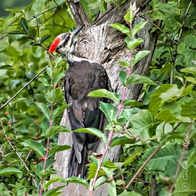 Pileated Woodpecker DSCN37046