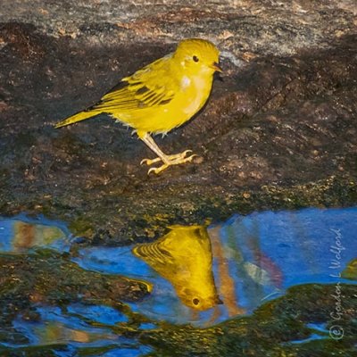 Yellow Warbler Reflected DSCN37399