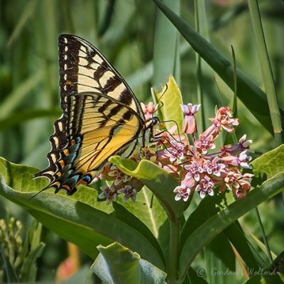 Tiger Swallowtail On A Milkweed Flower DSCF32025